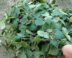 КАК ПРАВИЛЬНО ЗАПАРИТЬ БЕРЕЗОВЫЙ ВЕНИК ДЛЯ БАНИ