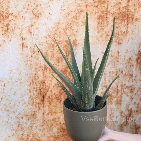 Алоэ от прыщей Алоэ от прыщей