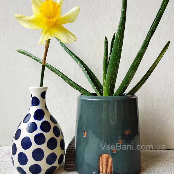 Листик алое от гнойного прыща Листик алое от гнойного прыща