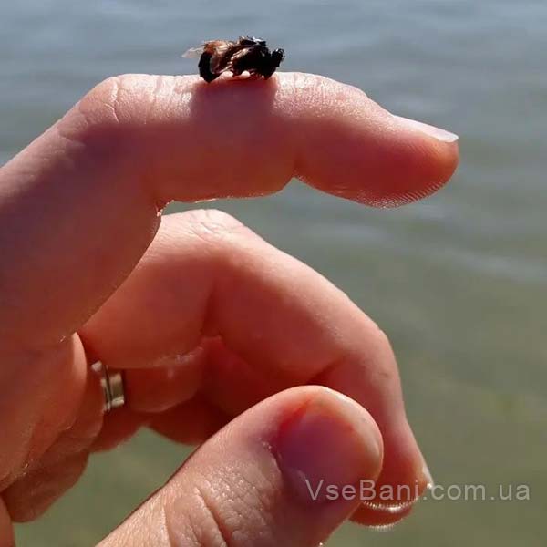 Мелкая прозрачная или водянистая сыпь может быть следствием укуса насекомого