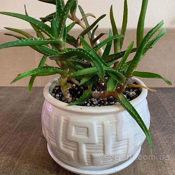 Алое для борьбы с краснотой прыщей