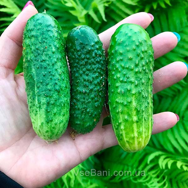 Как убрать покраснения на лице после выдавливания прыщей. Огурцы