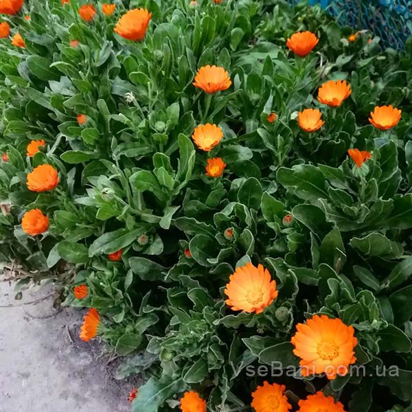 Как избавиться от прыщей на лице за одну ночь