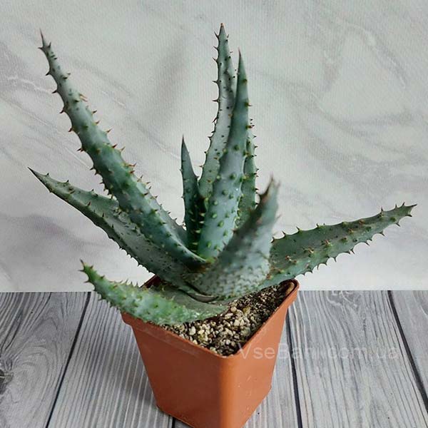 Как избавиться от угрей на носу алое Как избавиться от угрей на носу алое