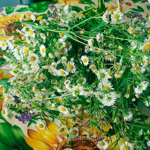 Угри за ушами убрать отваром ромашки