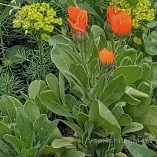 Компресс из календулы поможет убрать прыщ, если времени почти нет Компресс из календулы поможет убрать прыщ, если времени почти нет