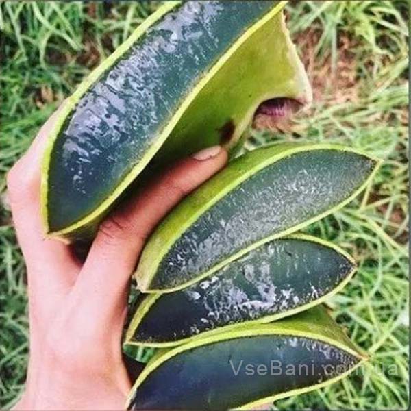 Компрессы и аппликации из сока или мякоти алоэ устранят красноту на прыщах Компрессы и аппликации из сока или мякоти алоэ устранят красноту на прыщах