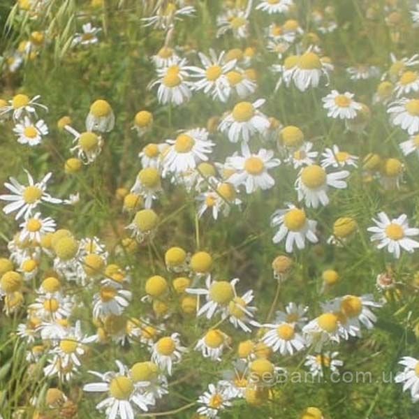 Отвар ромашки или календулы помогут очистить лицо дома