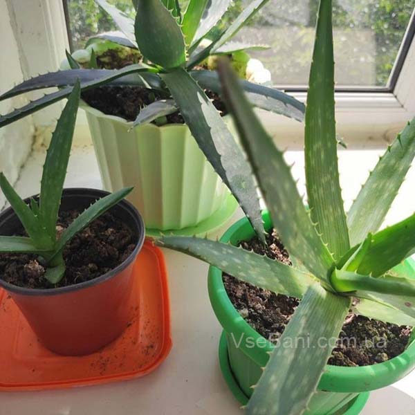 Сыпь на лице: как избавиться с помощью алоэ 