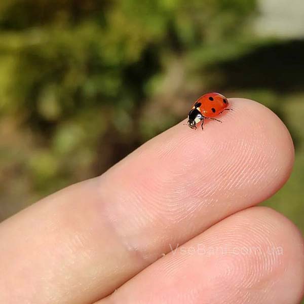 Сыпь на руках и ногах из за болезни