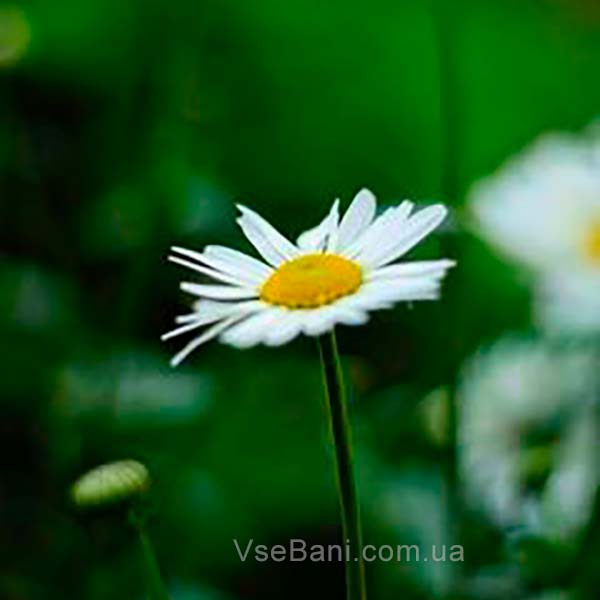 Как избавиться от угрей у новорожденных. Ромашка Как избавиться от угрей у новорожденных. Ромашка